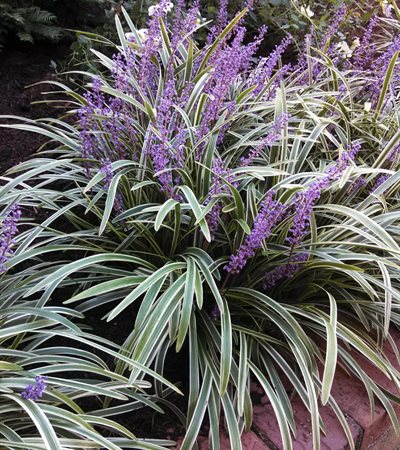 Lilyturf Variegated